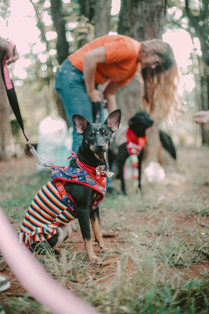 dog dressed in a cultural outfit